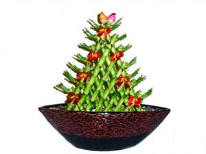 開運竹怎么養？開運竹養殖常見問題