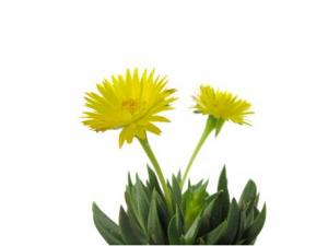 黃花照波與家居風格的搭配-黃花照波的風水學應用