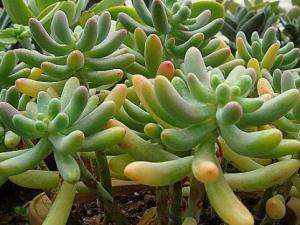 玉米石的風(fēng)水學(xué)應(yīng)用-玉米石在家居中的作用