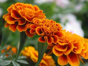 萬壽菊對家居環境的影響-萬壽菊與家居風格的搭配