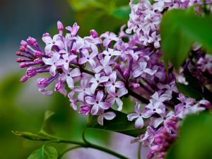 丁香花對(duì)家居環(huán)境的影響-丁香花的風(fēng)水學(xué)應(yīng)用