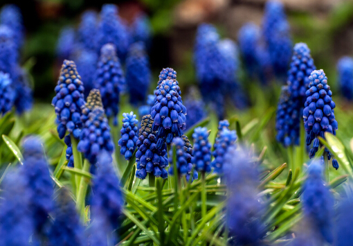 風信子對家居環(huán)境的影響-風信子的風水學應(yīng)用