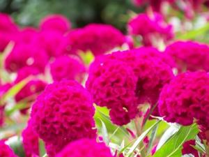 雞冠花對家居環境的影響-雞冠花的風水學應用