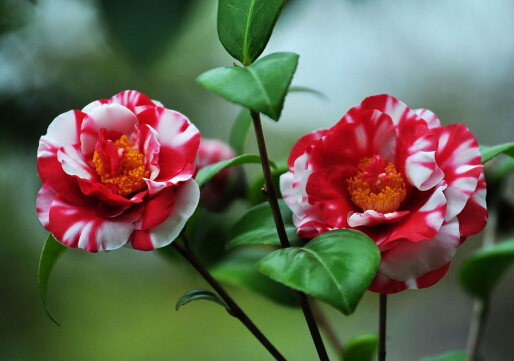 山茶花對(duì)家居環(huán)境的影響-山茶花的風(fēng)水學(xué)應(yīng)用