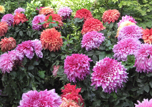 ���������Ҿӭh����Ӱ�-�������c�Ҿ��L��Ĵ���