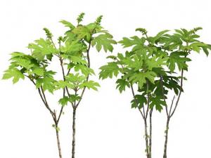 八角金盤對家居環境的影響-八角金盤的介紹