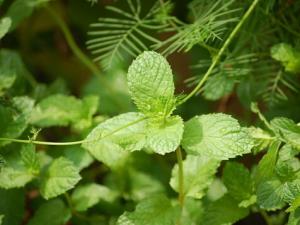 薄荷對(duì)家居環(huán)境的影響-薄荷的多種用途