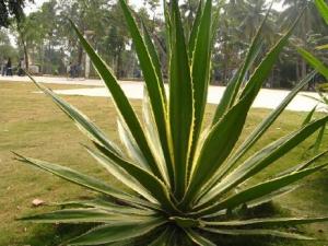 龍舌蘭對家居環境的影響-龍舌蘭與家居風格的搭配