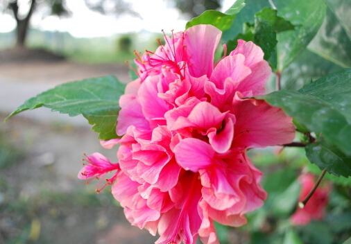 ��ɣ���Ҿӭh����Ӱ�-��ɣ�c�Ҿ��L��Ĵ���