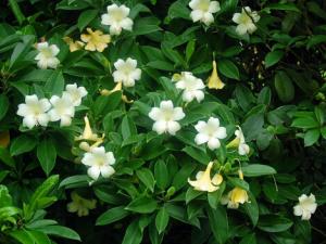 非洲茉莉對家居環境的影響-非洲茉莉的風水學應用