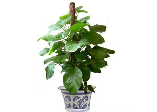 滴水觀音與家居風(fēng)格的搭配-滴水觀音與家居風(fēng)水