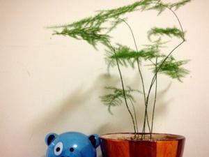 文竹對家居環境的作用-文竹的風水學應用