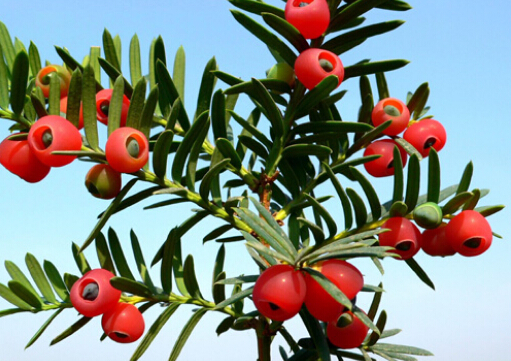 �t��ɼ���Ҿӭh����Ӱ�-�t��ɼ������