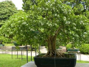 九里香對家居環境的影響-九里香的風水學應用