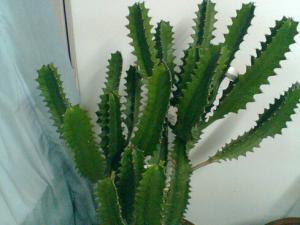 龍骨對家居環境的影響-龍骨的風水學應用