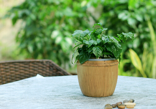 綠寶的風(fēng)水學(xué)應(yīng)用-綠寶的養(yǎng)殖方法