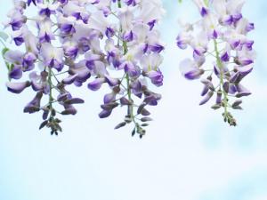 紫藤花的風水學應用-紫藤花在家居中的作用