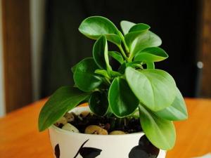 豆瓣綠與家居風格的搭配-豆瓣綠的養殖方法