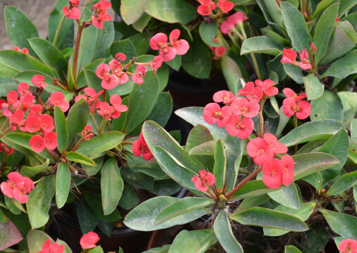 ����÷�c�Ҿ��L��Ĵ���-����÷�ڼҾ��е�����