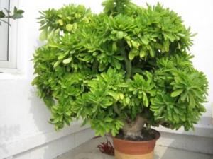 麒麟掌與家居風格的搭配-麒麟掌在家居中的作用