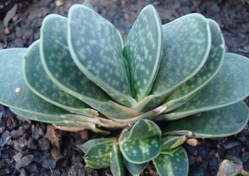 ʮ�������Lˮ�W����-ʮ�������Bֳ����