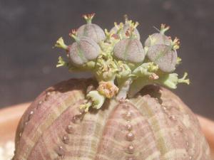 布紋球的風水學應用-布紋球在家居中的作用