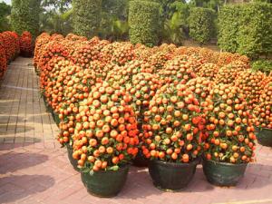 年橘與家居風格的搭配-年橘在家居中的作用