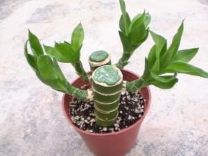 荷花竹與家居風格的搭配-荷花竹在家居中的作用