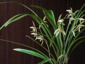 建蘭與家居風格的搭配-建蘭的風水學應用