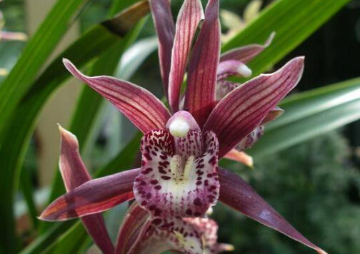 墨蘭與家居風(fēng)格的搭配-墨蘭的風(fēng)水學(xué)應(yīng)用