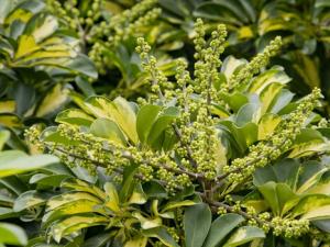 鵝掌柴的風水學應用-鵝掌柴在家居中的作用