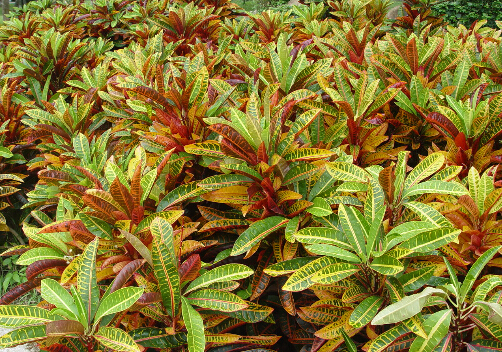 ׃?n��i)~ľ�c�Ҿ��L��Ĵ���-׃?n��i)~ľ�ڼҾ��е�����