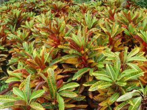 變葉木與家居風格的搭配-變葉木在家居中的作用