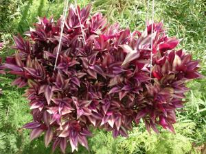 吊竹梅與家居風格的搭配-吊竹梅在家居中的作用