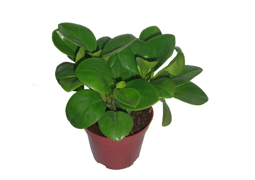 ���񻨵��L(f��ng)ˮ�W(xu��)��(y��ng)��-���񻨵��B(y��ng)ֳ����