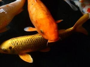 錦鯉魚的品種-錦鯉魚的養(yǎng)護(hù)