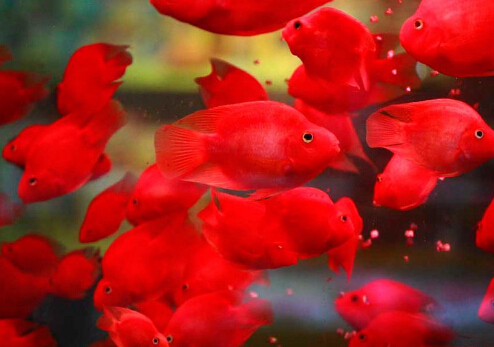 血鸚鵡的基本介紹-血鸚鵡的風水學應用