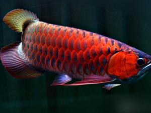 紅龍魚的風水學應用-紅龍魚的養護