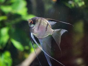 燕魚的魚缸擺放位置-燕魚的品種介紹