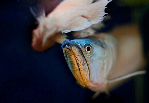 銀龍魚的風水學應用-銀龍魚的魚缸擺放位置