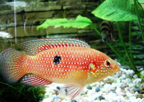 ��ʯ�~���Lˮ�W����-��ʯ�~��Ʒ�N��B