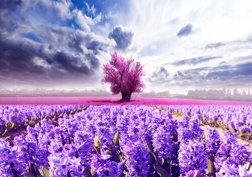 ޹�²ݵĻ��Z-޹�²ݵ�����