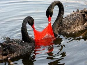 塑料袋對環境的危害有哪些？塑料袋的毒性