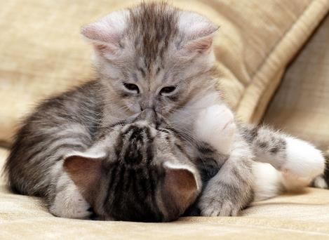 ôô�}��ʲô��˼���W�j���Zôô�}����˼