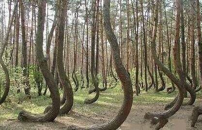 【神秘松樹!】在波蘭某地有這樣一個小樹林,里面種植著400株奇怪的彎曲松樹。這片樹林在當地被稱作彎曲森林,大部分樹木開始都是平行于地面的生長,到一定時間才90度拐彎向上。并且彎曲的方向都是向著北方。為何如此,依舊是個迷(毀三觀。。。)