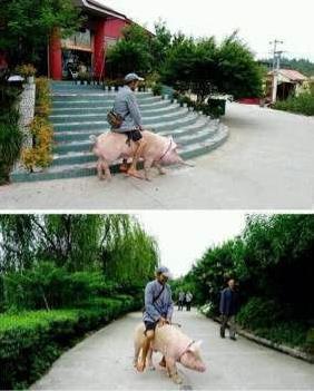 看著大爺遠去的背影,不禁感慨寶馬 奔馳 勞斯萊斯都弱爆了....這才是真正的環保,集零排放,無污染,集霸氣,新潮,時尚,飛豬流于一體。。。