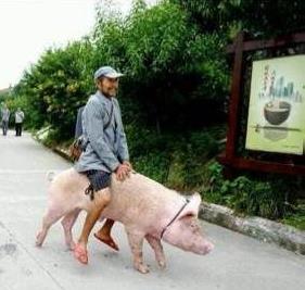 看著大爺遠去的背影,不禁感慨寶馬 奔馳 勞斯萊斯都弱爆了....這才是真正的環保,集零排放,無污染,集霸氣,新潮,時尚,飛豬流于一體。。。