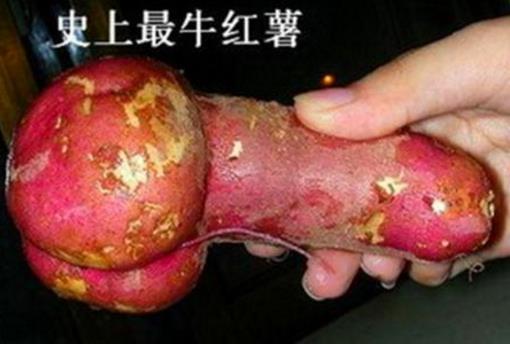 史上最牛紅薯 生殖器狀.jpg