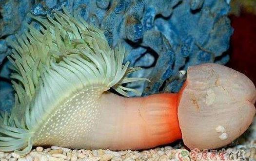 一步到胃 器大活好2.jpg