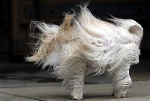 凌亂是什么意思?網絡用語我凌亂了是什么意思